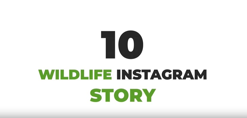 Videohive 35473796 Wildlife Instagram Stories Pack