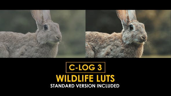 Elevate Your Edits with GFXHive C-Log3 Wildlife and Standard Color LUTs