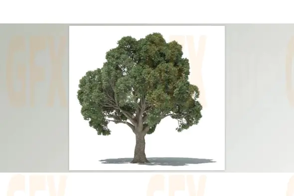 3dquakers - Forester 1.5.7 for Cinema 4D R20-R2025